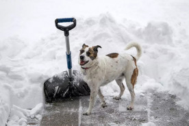 Derfor skal du bruge sandsalt, når du salter